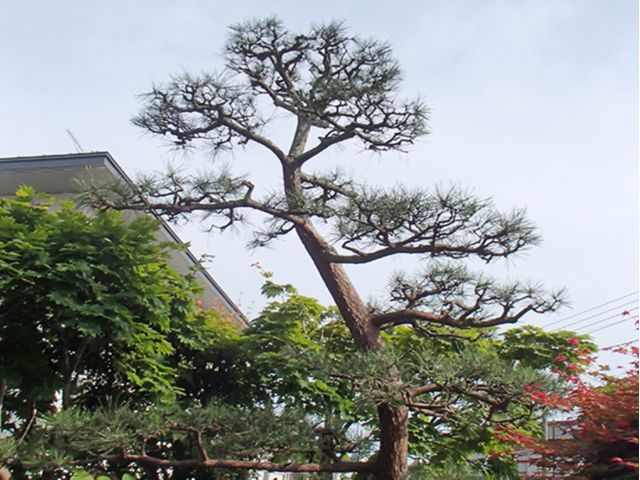 松剪定:施工後